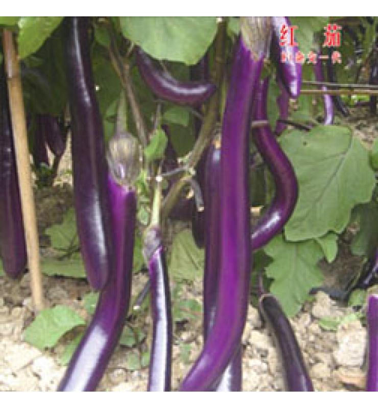 紅茄 臺灣紅茄王