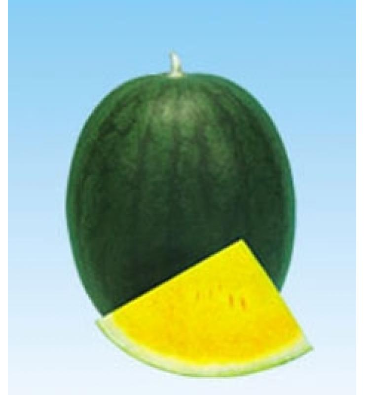 watermelon orange treasure